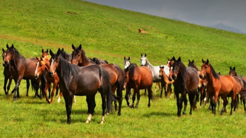 К чему снится табун лошадей по различным сонникам
