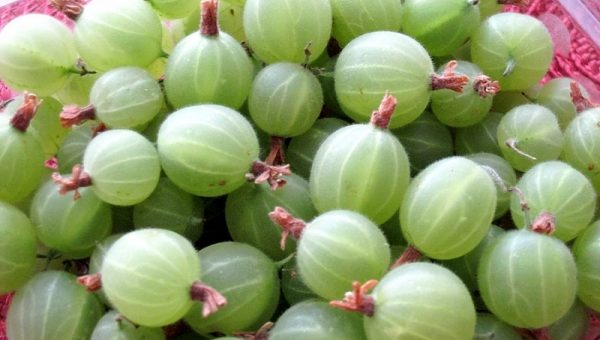 Варенье из крыжовника рецепты