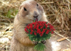 День сурка — праздник 2 февраля