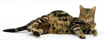 Приснилась беременная кошка: что это значит