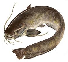 К чему снится сом по сонникам Миллера, Фрейда, Эзопа