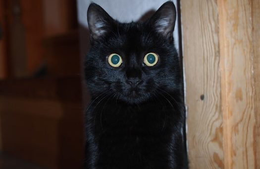 Черный кот в вашем доме: основные приметы и суеверия