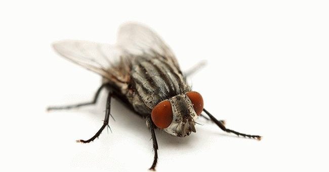 К чему снится много мух?