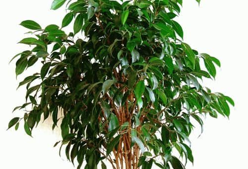 Фикус Бенджамина - приметы и суеверия