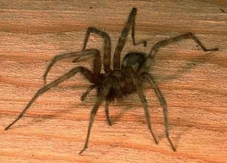 Примета: паук в доме