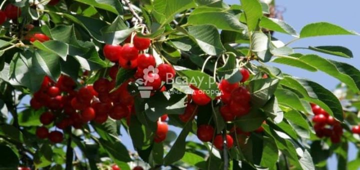 К чему снится вишня, ее цветы и разной спелости ягоды