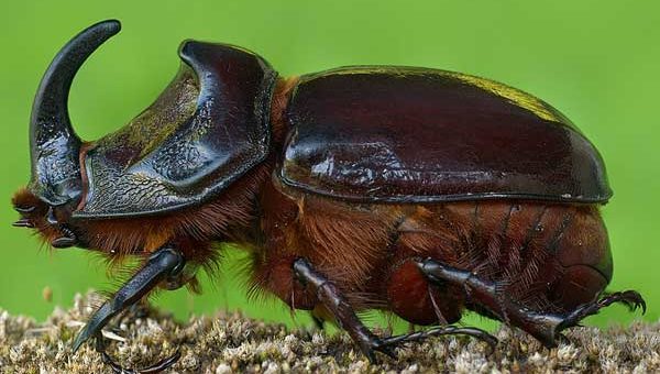 К чему снится жук толкования сонников с пояснениями значений