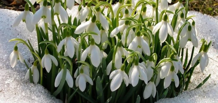 К чему снятся подснежники по основным значениям и толкованиям сонников