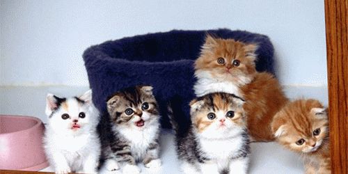 К чему снится много маленьких котят?