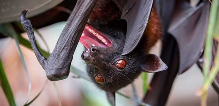 К чему снится летучая мышь по сонникам Миллера, Федоровской, Сонник Майа