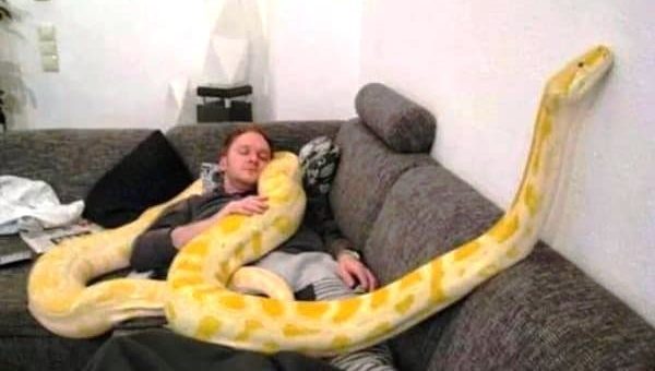 К чему снится змея в вашем доме по сонникам Миллера, колдуньи Медеи