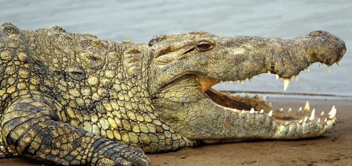 К чему снится крокодил по сонникам и толкованиям сновидений