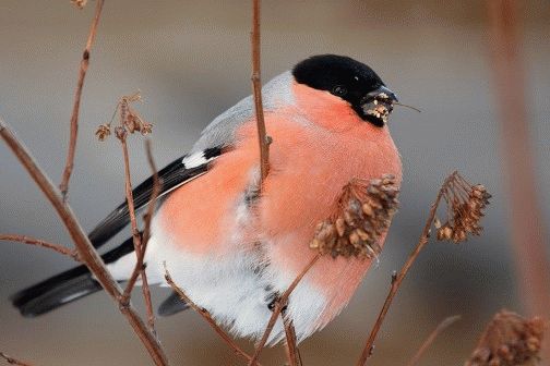Приметы про птиц - хорошие и плохие