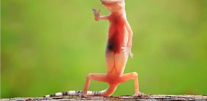 К чему снится ящерица по сонникам Фрейда, Ванги и Миллера