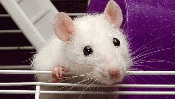 К чему снится белая крыса?