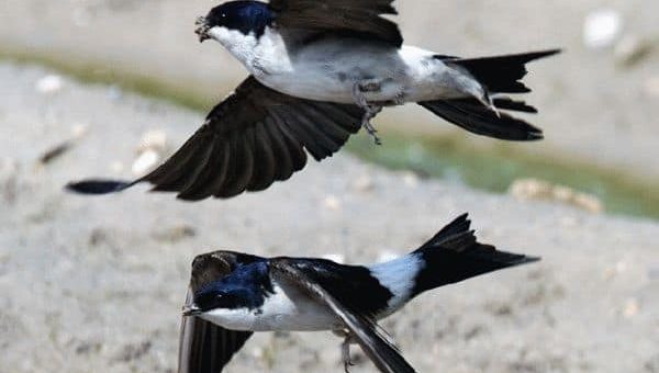 Ласточки низко летают - к чему это по примете?