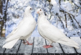 Приметы, предвещающие любовь девушке