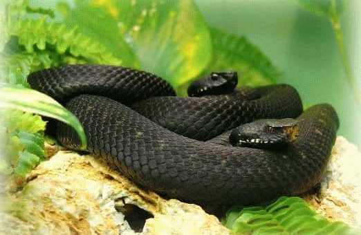 К чему снится много змей женщине