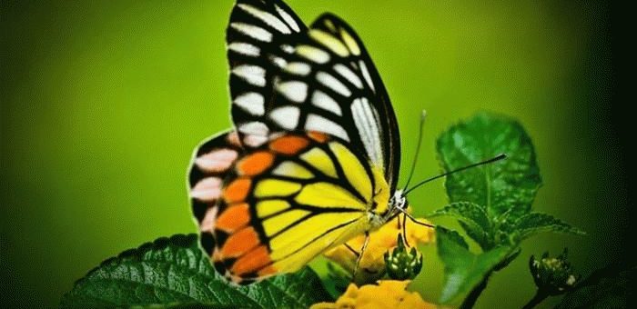 Примета: бабочка залетела в дом