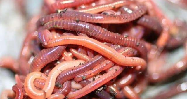 К чему снятся черви по сонникам: Миллера, Фрейда