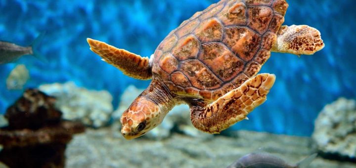 К чему снится черепаха, сонники З. Фрейда, Белого мага, Федоровской