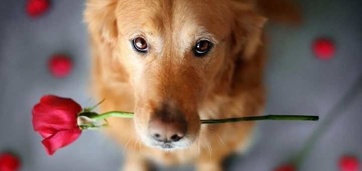 К чему снится собака для женщины по сонникам Миллера, Фрейда и Лоффа