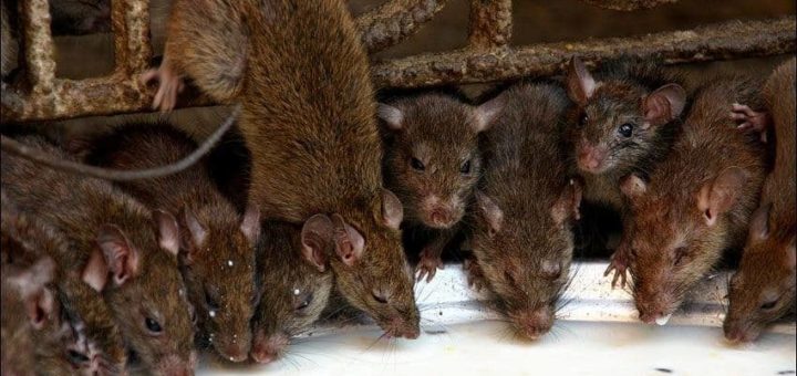 К чему снится много крыс по сонникам Цветкова, Медеи, Менегетти