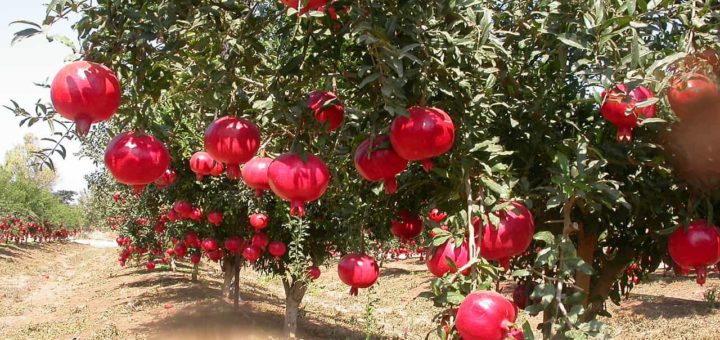 К чему снится гранат по сонникам и по древним традициям толкований снов