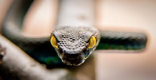 К чему снится нападение змеи по соннику Фрейда, Миллера, Ванги