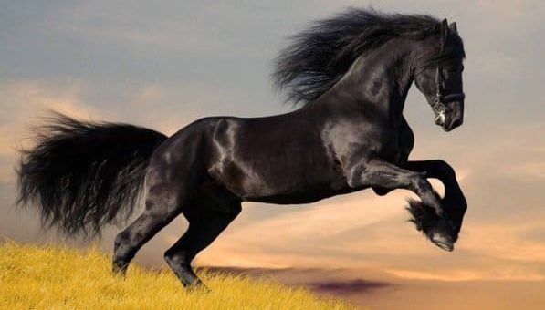 К чему снятся кони по сонникам Миллера, Фрейда, Эзопа