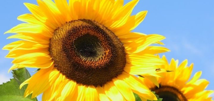 К чему снятся подсолнухи по сонникам Миллера, Странника, Кананита