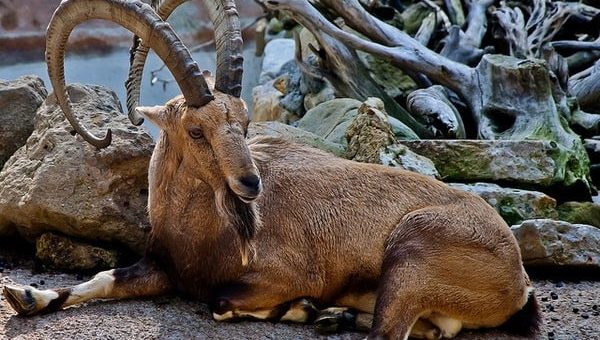 К чему снится козёл по сонникам Миллера, Эзопа, Федоровской
