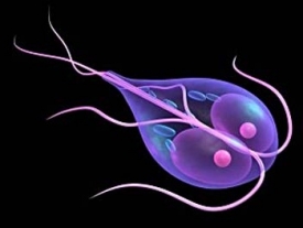 Лямблии у детей - симптомы и лечение