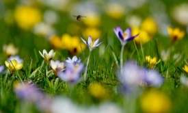Весенние праздники в разных странах мира
