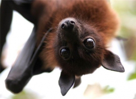 Леутчая мышь: приметы и поверья