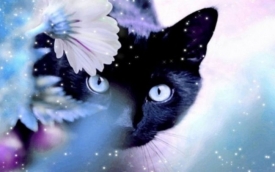 Приметы, поверья и суеверия про кошек