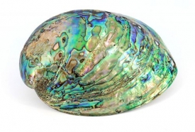 Халиотис - дар моря