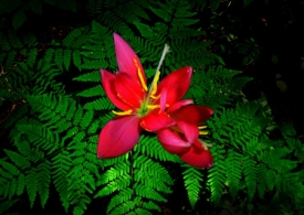 Гадания на Ивана Купала: старинные малоизвестные ритуалы