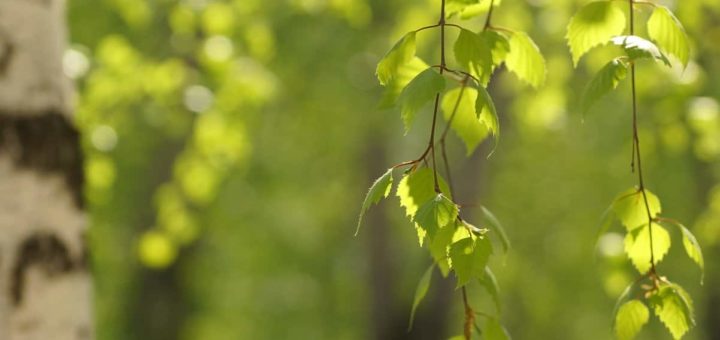 Что делать с ветками березы после Троицы