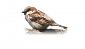 Приметы о воробьях: почему воробей - проклятая птица