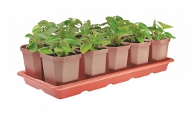 Когда сажать рассаду в 2016 году - календарь посадки рассады