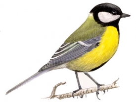 Синица стучит в окно - что означает эта примета