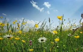 Гадания на Зеленые Святки