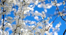 Народные приметы на апрель