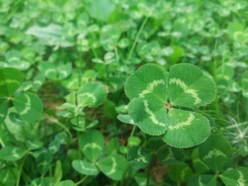 Четырехлистный клевер - талисман удачи