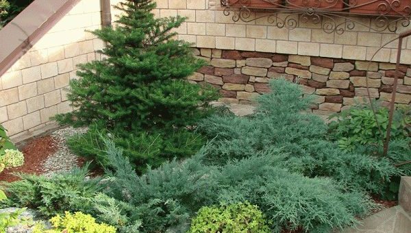 Плохая примета: голубая ель на участке у дома