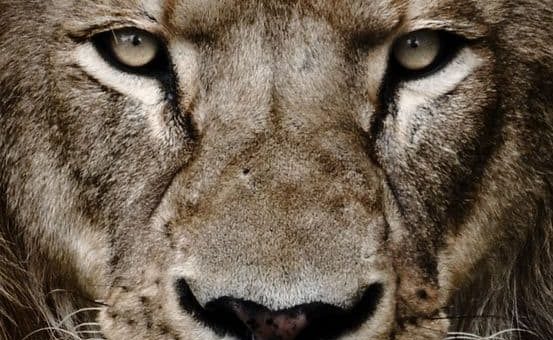 Гороскоп для Льва на Апрель 2019 года - деньги и карьера