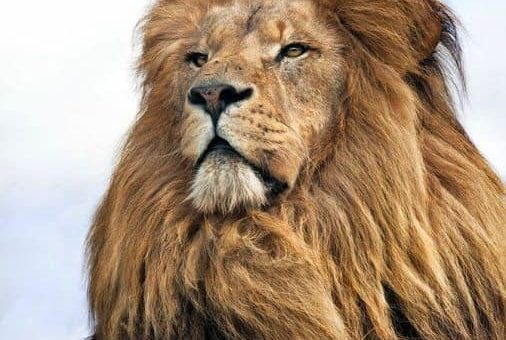 Гороскоп для Льва на Февраль 2019 года - отношения и здоровье