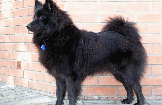 К чему снится большая черная собака - толкования