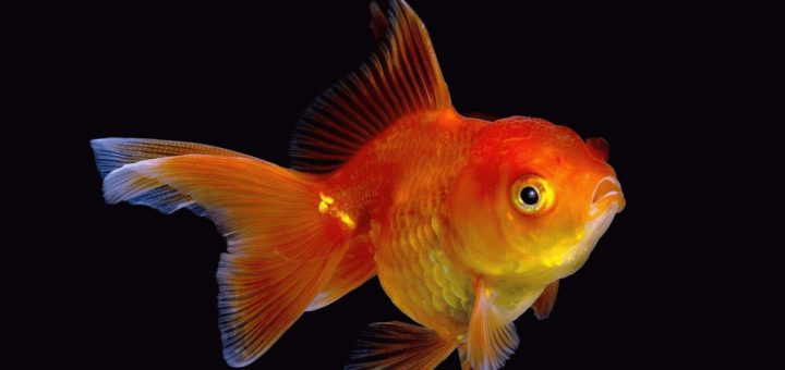 К чему снится золотая рыбка?